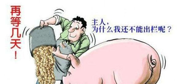  错过@养猪人别发愁了，今年做好这2点，就能发大财，养猪人莫错