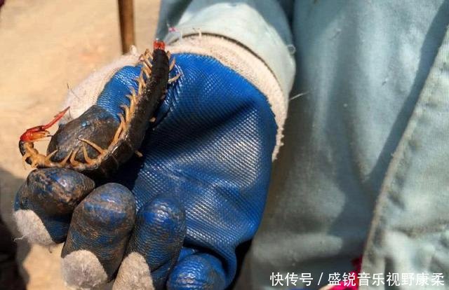  【收购】过去一抓就是几十条，有人挨家挨户上门收购，如今靠养