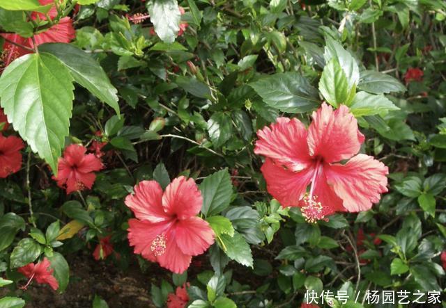 喜热■3种花卉“喜热”,温度再高也能养,摆阳台开花多,养1盆观赏!
