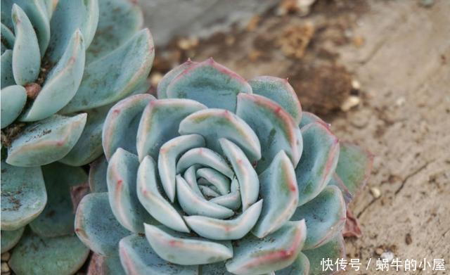  「喜欢」3种花适合家养，开花量大味道香，驱蚊赶虫很实用，谁养谁喜欢