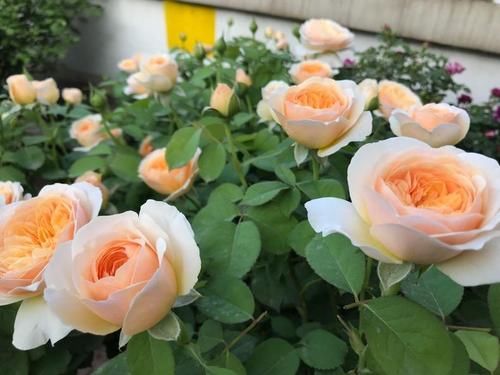  #养护#此款世界名花，开花漂亮，养护容易，是家庭盆栽佳品！