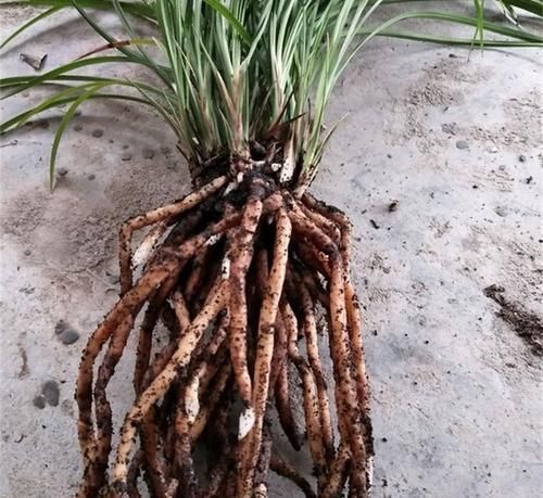  『植物的根系』5种天然的“生根水”，用来浇花，浇完后，根系发达、枝粗叶壮