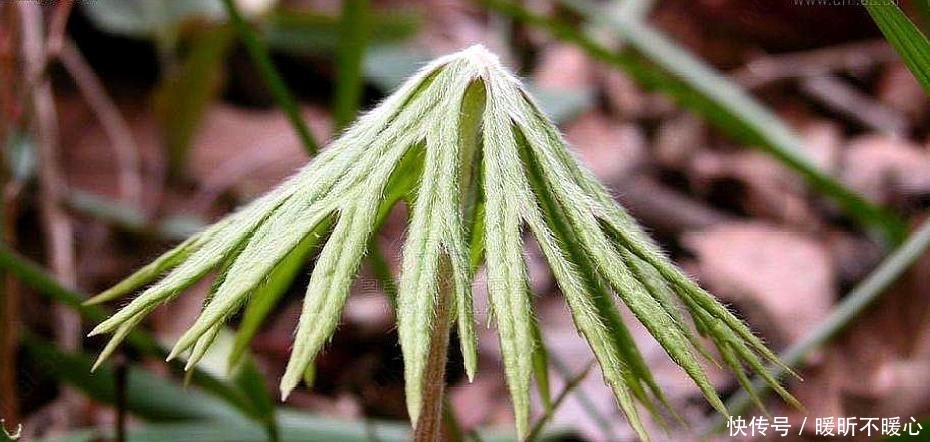  雨伞：农村一种像雨伞的野草，以前无人问津，现在一斤50元被大量收购