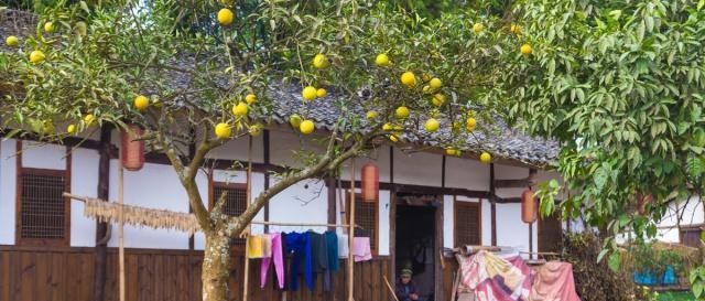  树木■农村院子里种树如何选择？