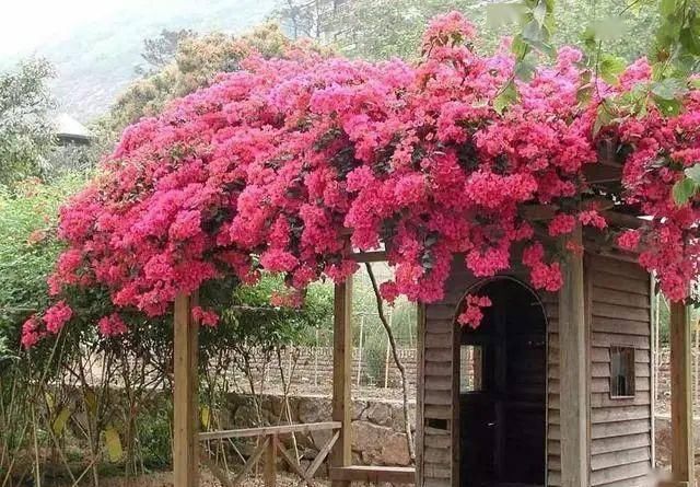  『喜欢』喜欢开花多又好养的花，推荐这3种，满足你的要求还能顺着墙爬