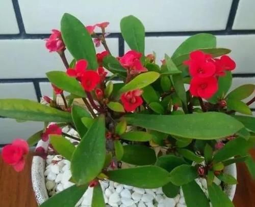  「经验」养花得学点小经验，牢记4条规则，花草叶片绿根须旺开花多
