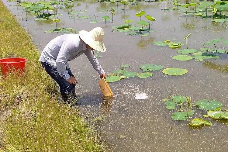  泥鳅■当泥鳅在莲藕地里养殖时，农民已经掌握了养殖技术，每年