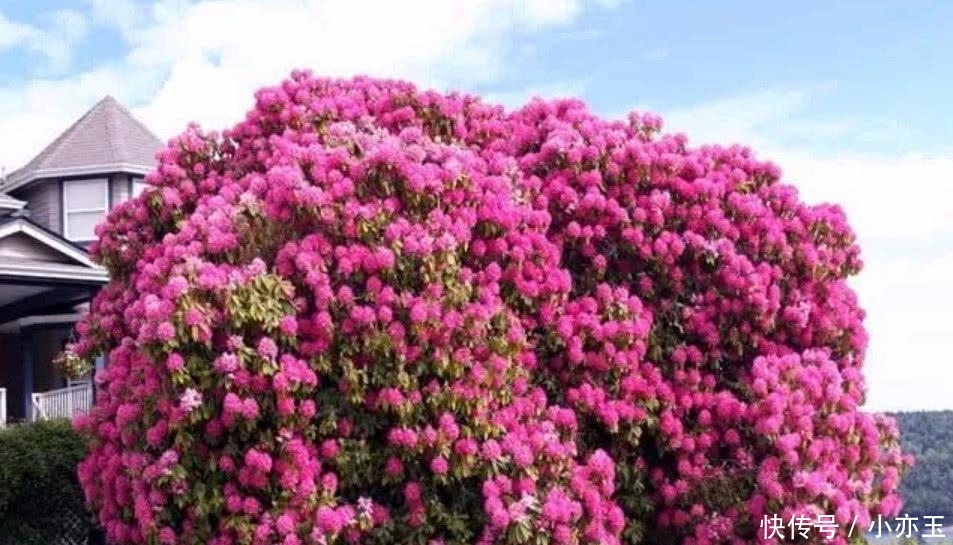  【看守】中国3棵“宝贝”树, 投保上亿还有警卫看守, 有1棵已将