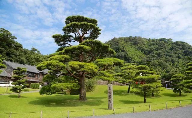  【花园】日本国园艺花卉界新游戏玩法，长见识了