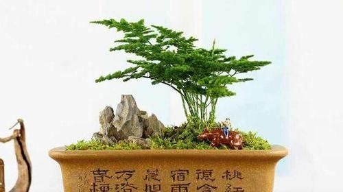  「定期」定期喷点“控型水”，文竹盆景养出来，四季“体态优美”，很简单