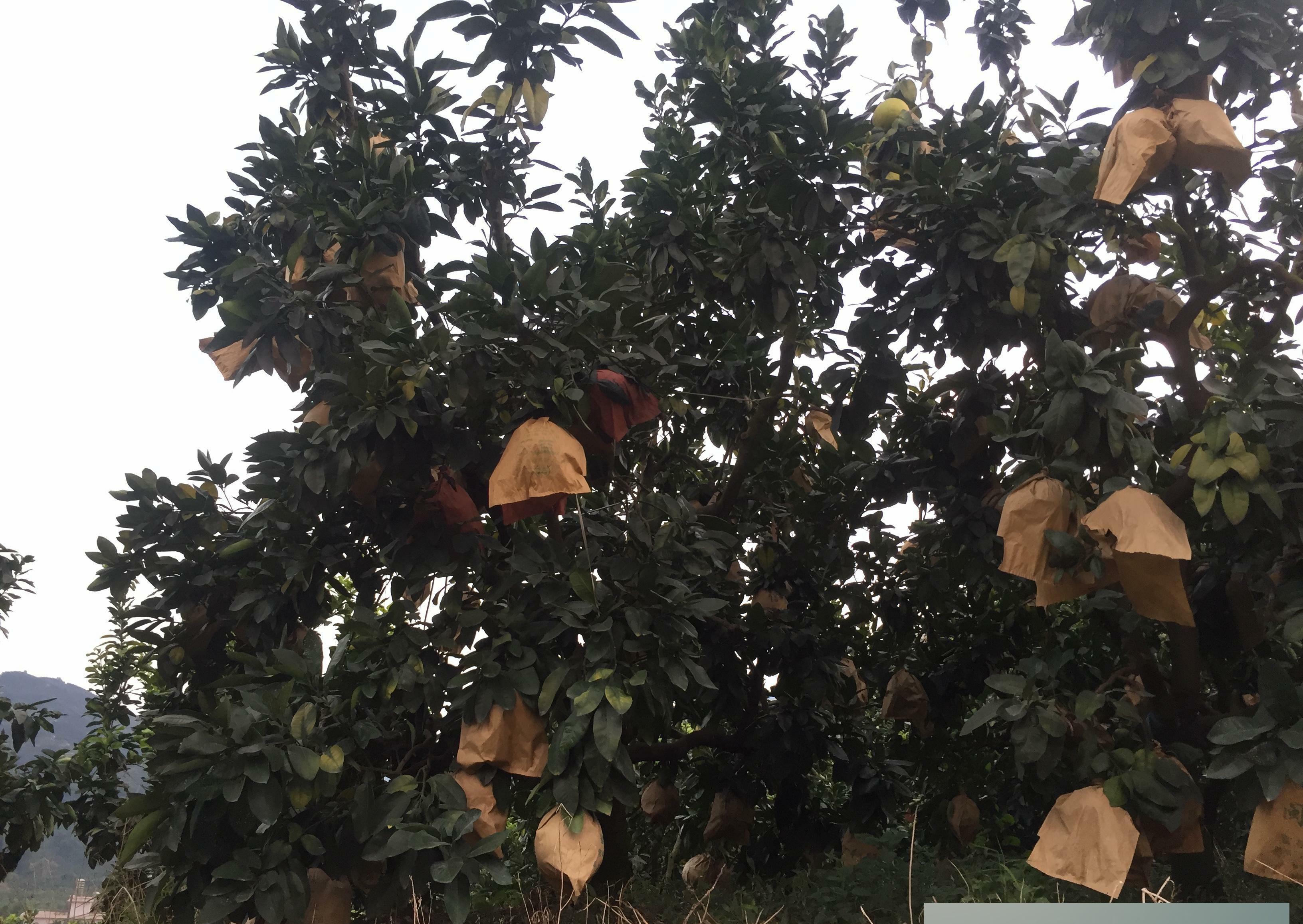  #柚子#9毛2一斤全部低价卖掉，收获万斤不如养头猪，这事要怪谁