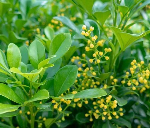  不难■弄懂米兰花叶片后卷的5个原因，养米兰花开花爆盆不难