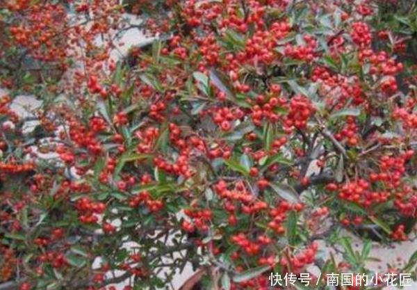  [三角梅]3种“盆栽树”，家里养上几盆，尤其最后一种，镇宅又去煞气！