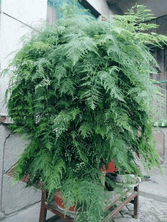 『开出』百年难得一见,养了十年的文竹,开出金花结出玉果,真是高手