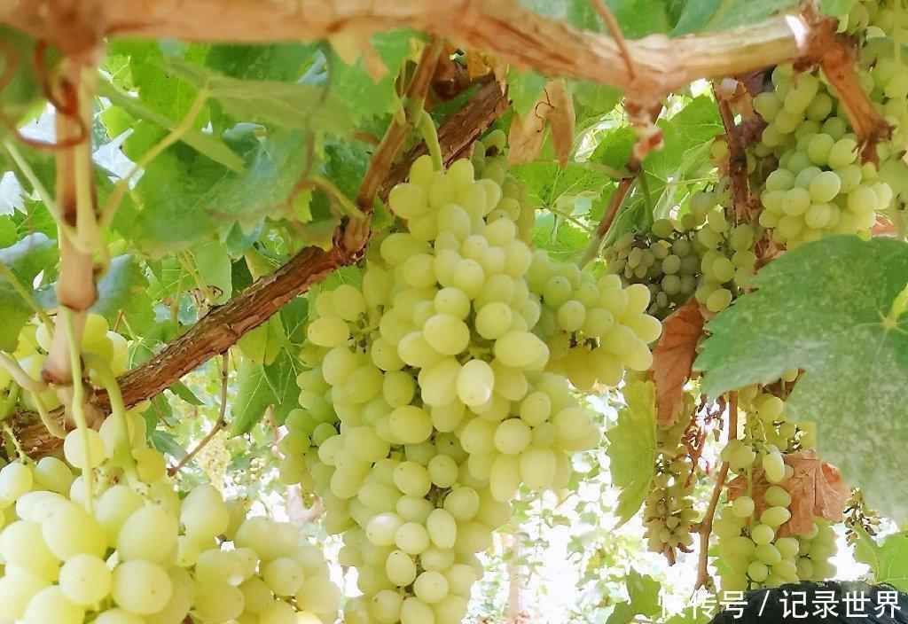  [吐鲁番]葡萄之乡在吐鲁番吗？哈密瓜之乡在哈密吗？错，在新疆