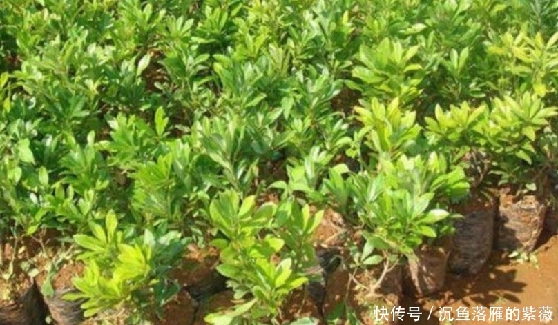  杨梅■想吃“杨梅”？?在家种1棵，红彤彤的果子挂满树，全家人都够吃