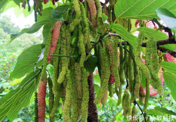 树上长着一种像“毛毛虫”的果子，营养价值高，却很少有人认识