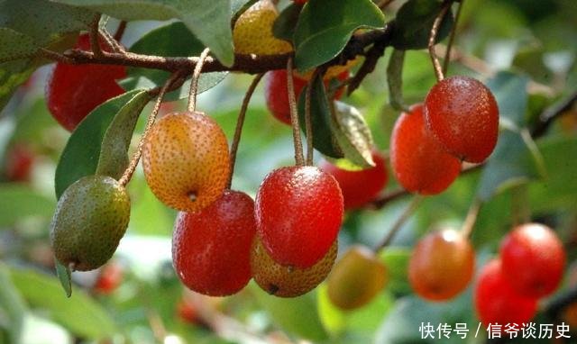 「果实」人称“羊奶果”,小时候常常吃,如今城里盆栽做盆景,已成稀罕货