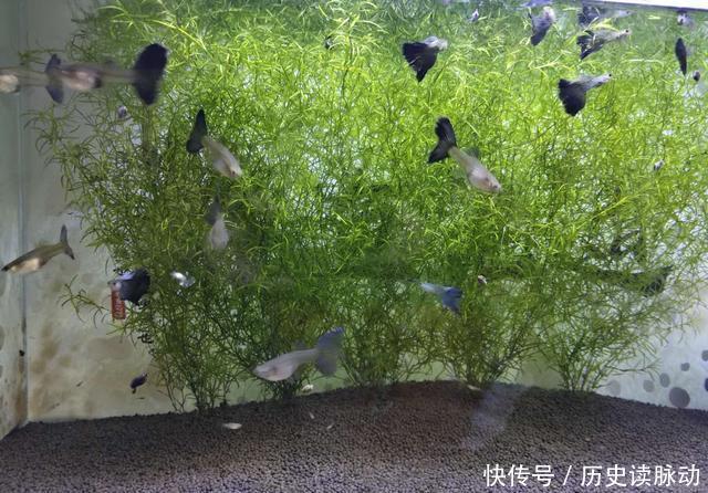  #何种#小鱼缸饲养观赏鱼，应该选择什么品种，何种过滤形式为好？