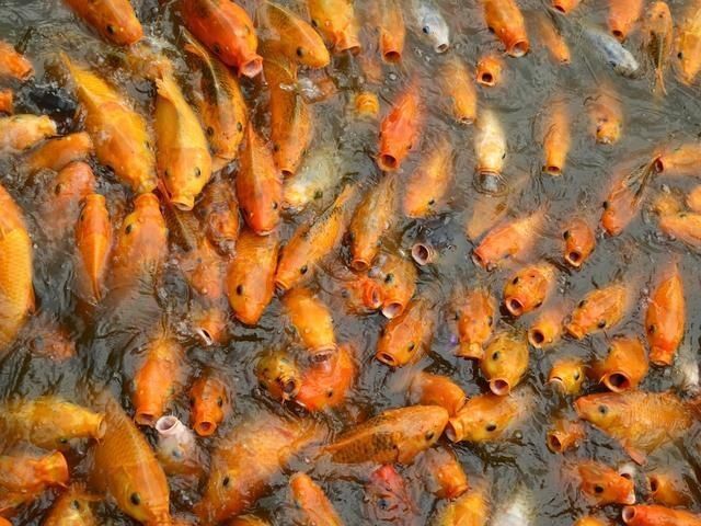  金鱼：鱼的记忆不止7秒，比如金鱼可以达到几个月
