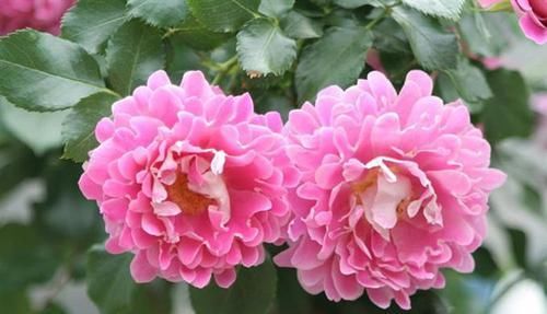 『褶边』优良月季“梦幻褶边”,花型唯美,沁人心脾,堪称是养花首选