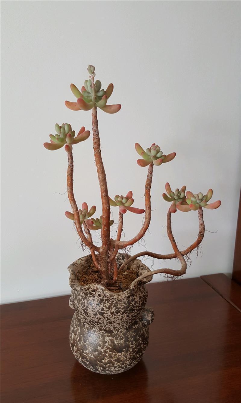 老桩肉:3年潜心养老桩:养出6盆“惊艳”多肉,细节决定成败!