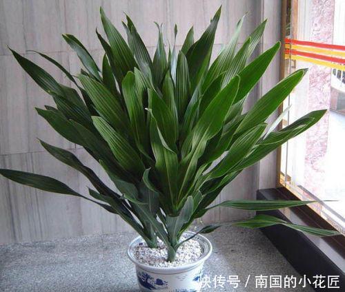 「修长」叶子修长逼格高的也门铁,这样养长得好,满盆绿叶真养眼