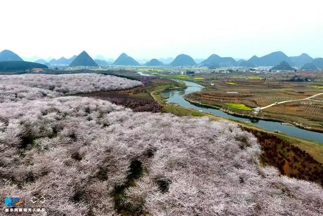 贵州向世界发出邀请！全球最大樱花基地在此，再不来就晚了