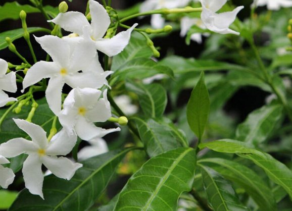  「香飘」这些花的花香，堪比栀子花，家养一盆，香飘十里，看着仙气满满