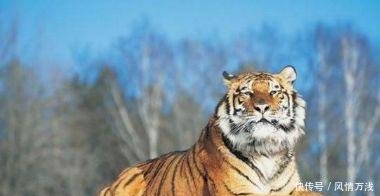 农村的俗语，“虎到中堂，家败人亡”，有何含义呢