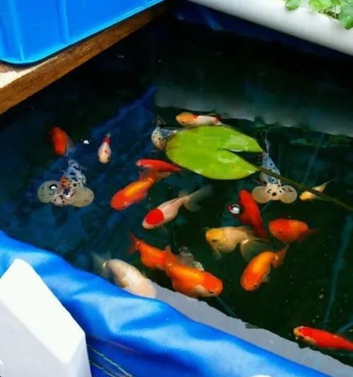  「子非吾」那又怎样？子非吾，焉知吾之乐？