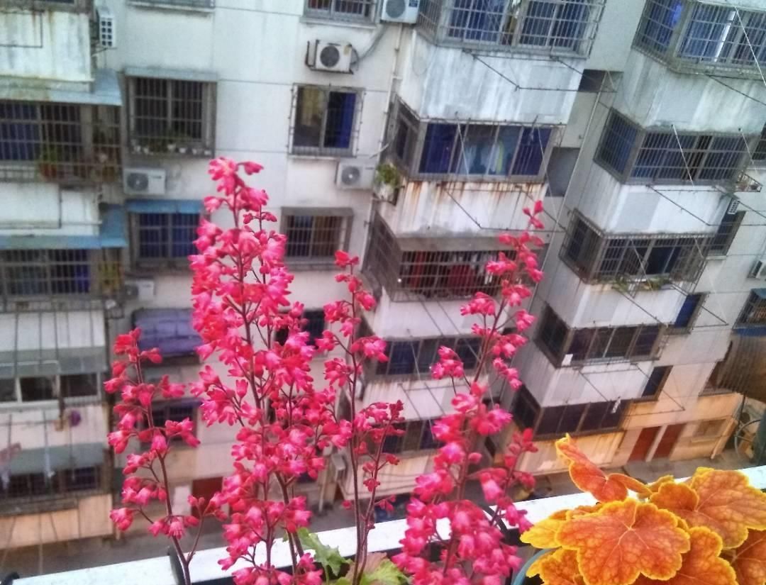  #观叶#别养绿萝吊兰了，观叶植物选它，颜色四季变换，花期长，也很好养
