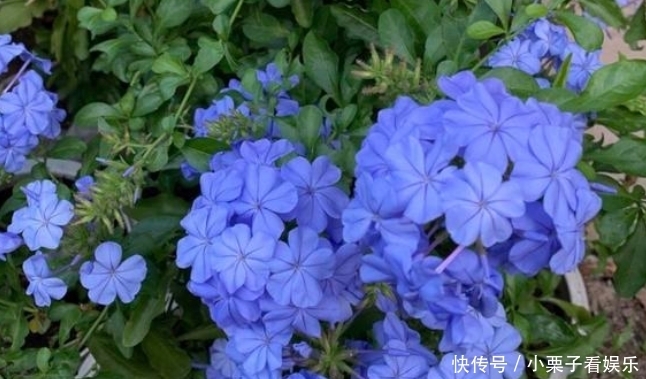 『寓意』花期时间比较长的4种花,寓意“仕途长长久久”,很多人已经在养