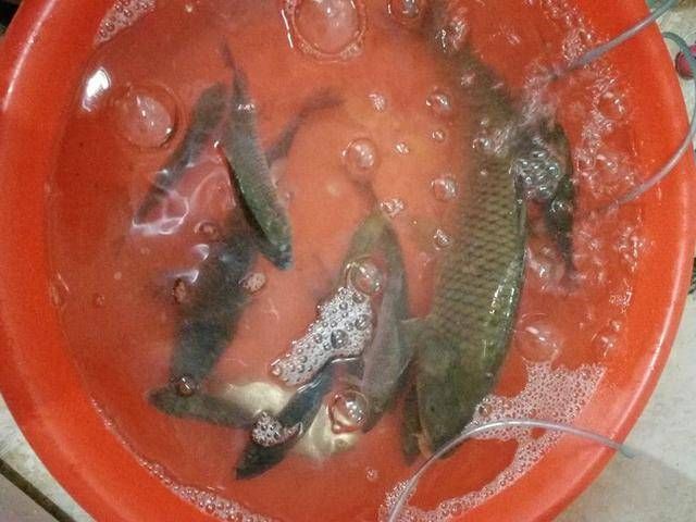  切线@多大的鱼能直接切掉2.5的子线？一晚上跑了两条大鱼，都是秒切线