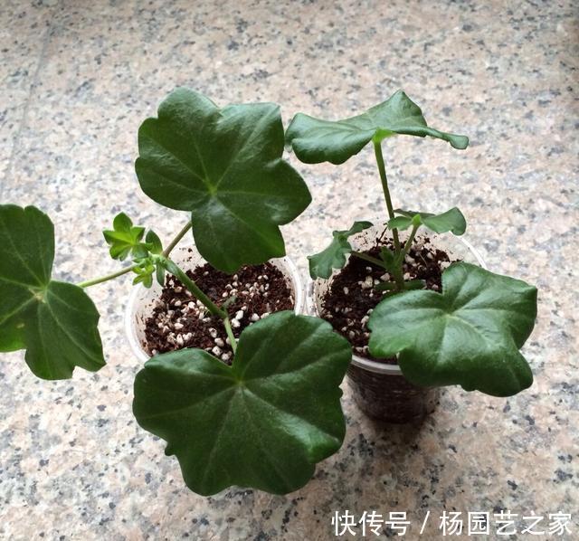  『开爆』秋天养什么花好？“3种花”，扦插即活，开一个秋天，天天开爆盆