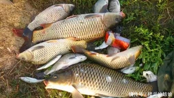 「手竿」手竿钓鲤鱼秘诀有两个,注意打窝和调漂,鲤鱼再大也能钓到!