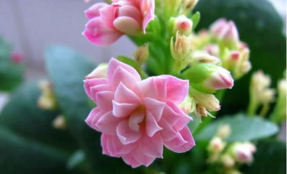  #养花#养花就养“它”，比绿萝好养，花色喜庆，四季有花开，蕊黄瓣艳