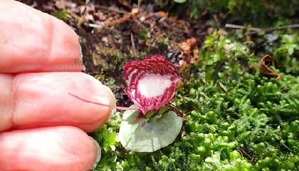  「稀罕」此物在世上好珍贵，别让我见到你踩它，多年来很受重视