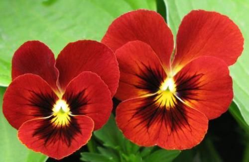 开爆@此四种盆栽适合新手养,阳台开满花,形美好养还能开爆盆