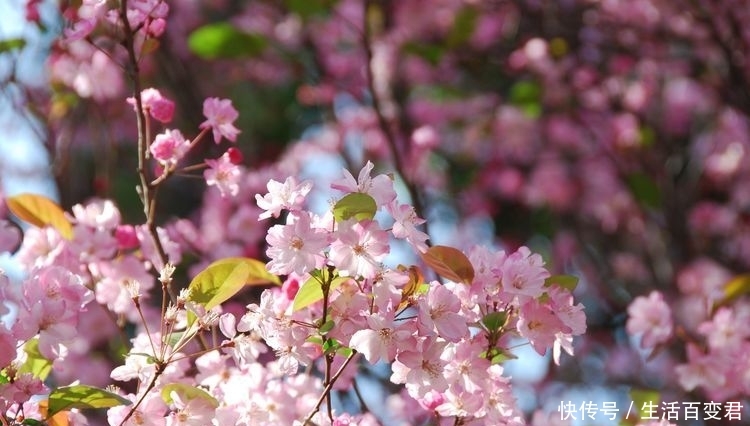 圆通花潮舞翩跹:三月春暖花开的季节,这里是昆明最经典的赏花地