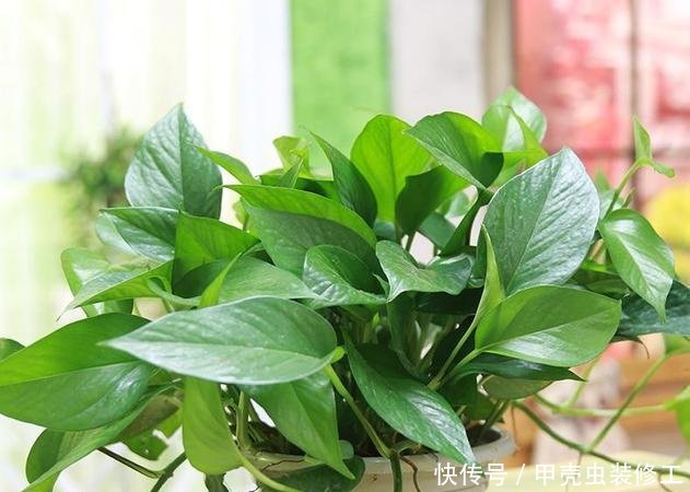  试试：家里这几种花，天生怕晒，一晒就黄，不信就试试