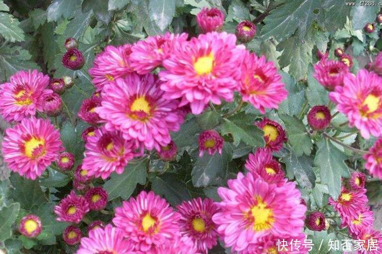 盆值@“3种花”,易管理,一年365天开花,养1盆值了!
