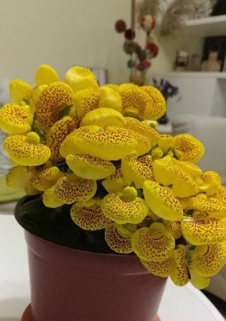  【种植】一种新型室内盆栽绿植，花朵奇特好看，开花几个月，种植很容易！
