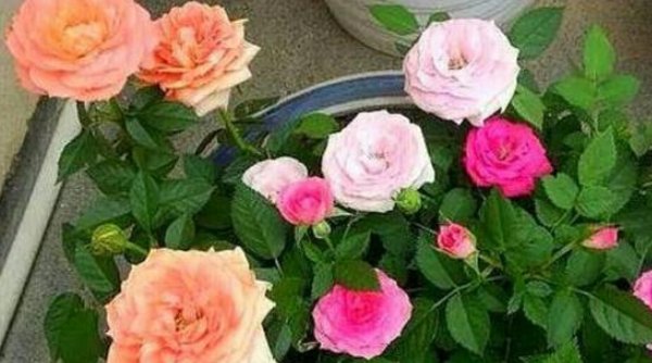 『豆瓣绿』这四种花别再傻傻的买了!折一片叶子,照样能生根发芽开花!