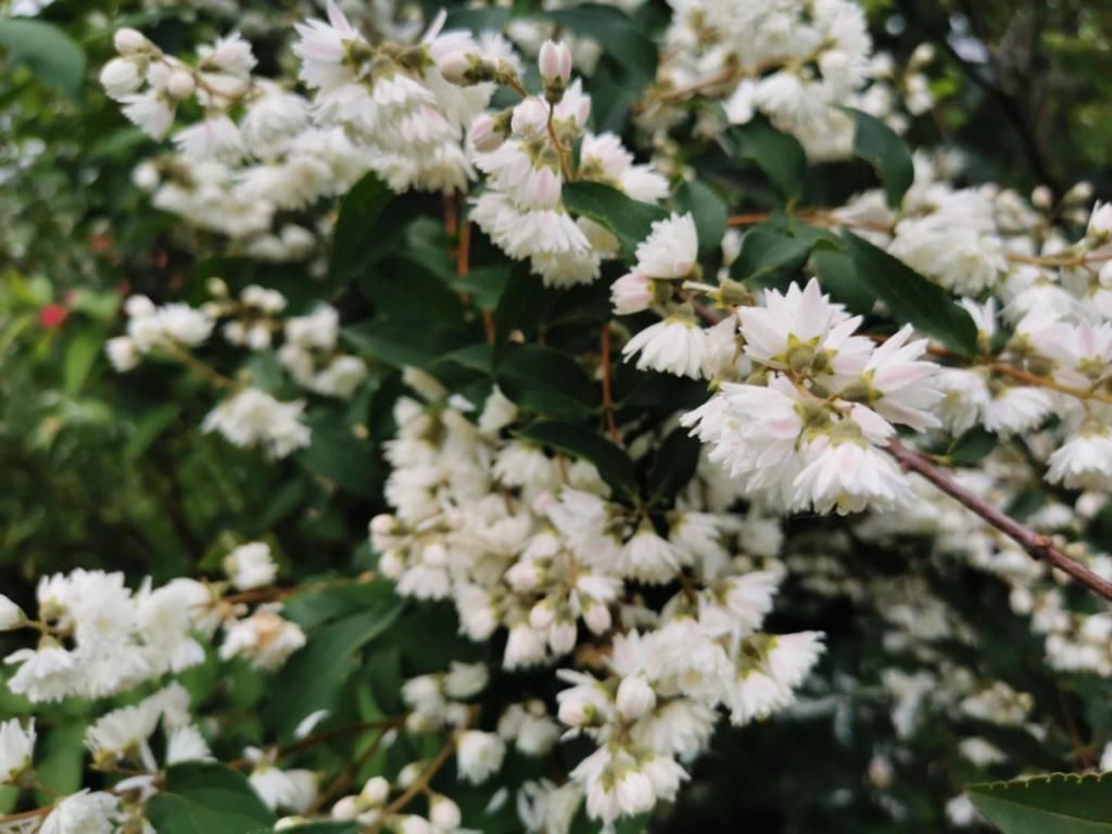  『辞职』从银行辞职做“花农”，她打造的花园超治愈