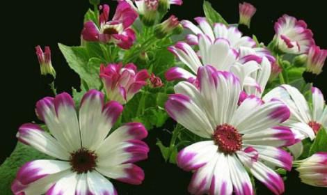  #光照#这些菊花是天然的香水，开花后比香水还香，耐寒耐旱易成活