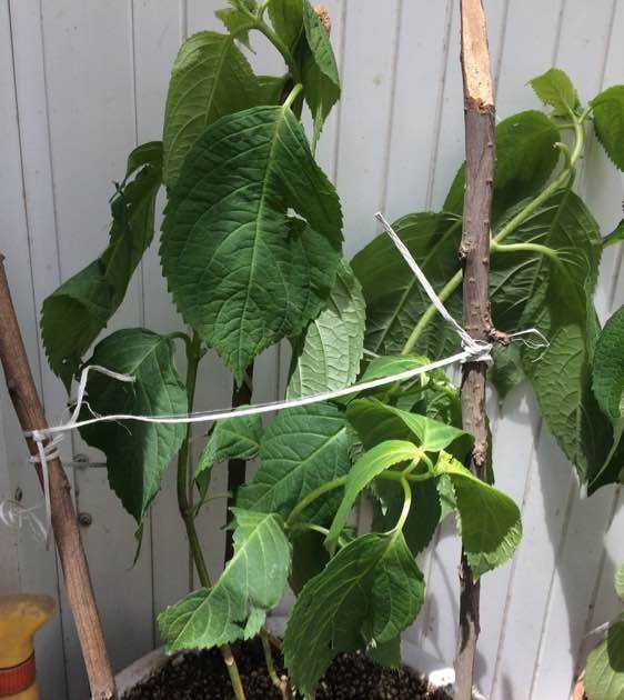  「导致绣球花」绣球长花苞正当时，花苞发黑怎么办？4个原因，教你破解