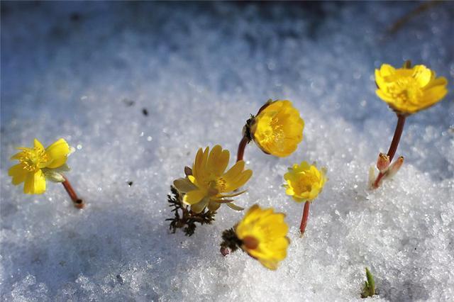  【雪一】世界上有一种花美如精灵，盛开在雪地里，雪一融化它就凋谢