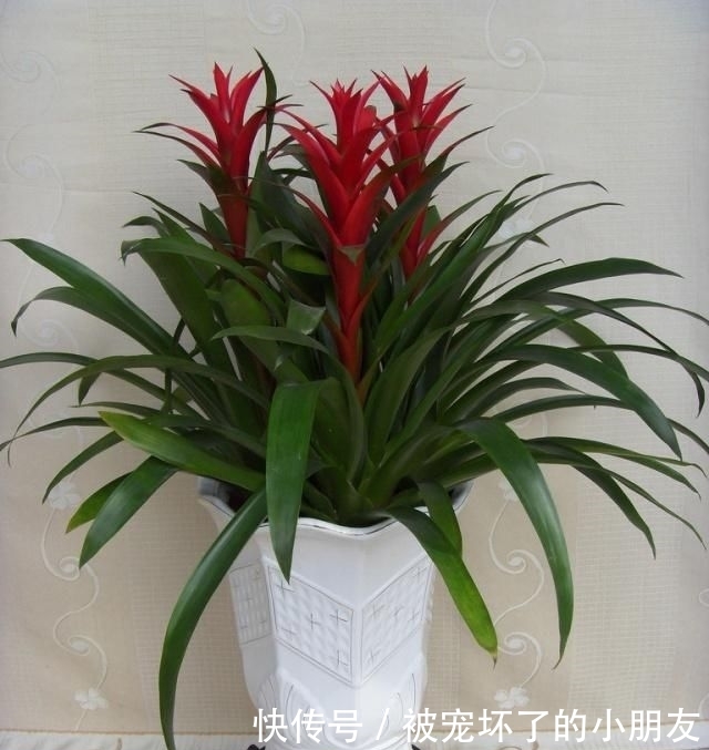  「观赏价值」这“3种花”能招财，能“镇宅”，比富贵竹、金钱树强多了！