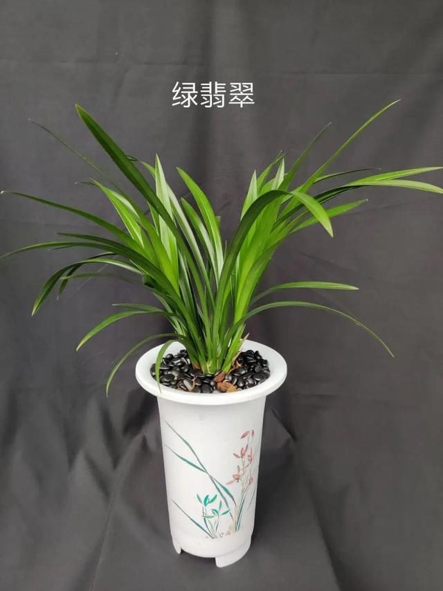  『家里』活的“香水花”，家里养一盆，有品位、气质佳！